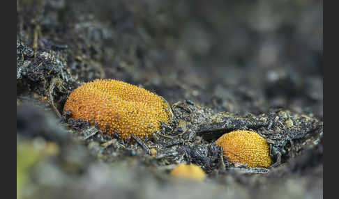 Stachelige Hirschtrüffel (Elaphomyces muricatus)