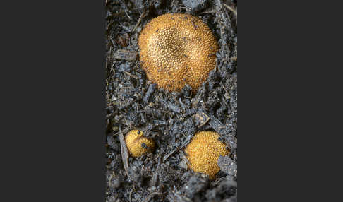 Stachelige Hirschtrüffel (Elaphomyces muricatus)