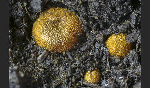 Stachelige Hirschtrüffel (Elaphomyces muricatus)