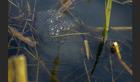 Erdkröte (Bufo bufo)