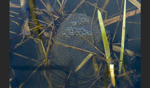 Erdkröte (Bufo bufo)