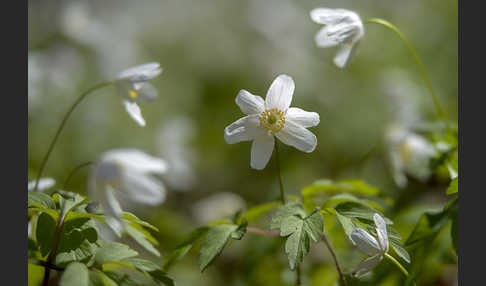 Busch-Windröschen (Anemone nemorosa)