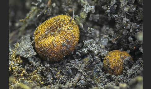 Stachelige Hirschtrüffel (Elaphomyces muricatus)