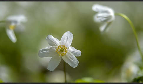 Busch-Windröschen (Anemone nemorosa)