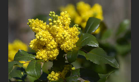 Gewöhnliche Mahonie (Mahonia aquifolium)