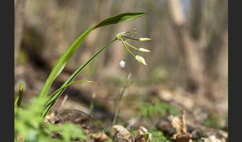 Wunder-Lauch (Allium paradoxum)