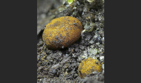 Stachelige Hirschtrüffel (Elaphomyces muricatus)