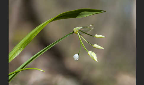 Wunder-Lauch (Allium paradoxum)