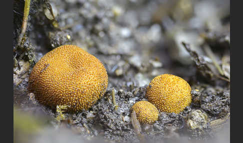 Stachelige Hirschtrüffel (Elaphomyces muricatus)