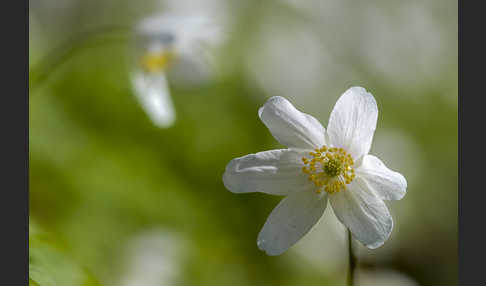 Busch-Windröschen (Anemone nemorosa)