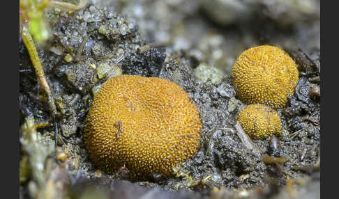 Stachelige Hirschtrüffel (Elaphomyces muricatus)