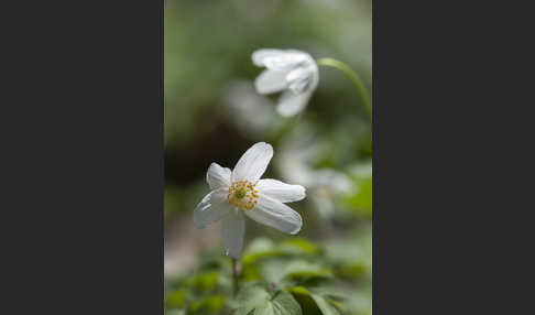 Busch-Windröschen (Anemone nemorosa)