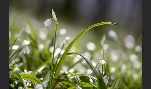 Wunder-Lauch (Allium paradoxum)