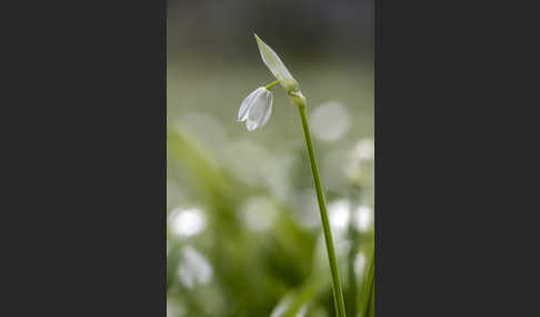 Wunder-Lauch (Allium paradoxum)