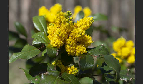 Gewöhnliche Mahonie (Mahonia aquifolium)