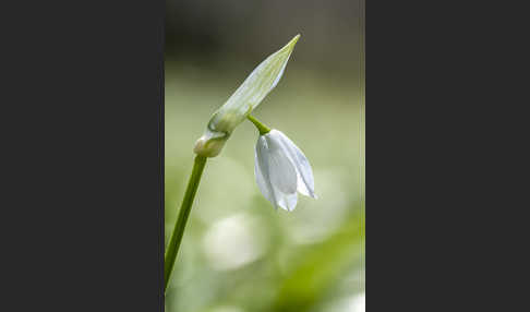 Wunder-Lauch (Allium paradoxum)