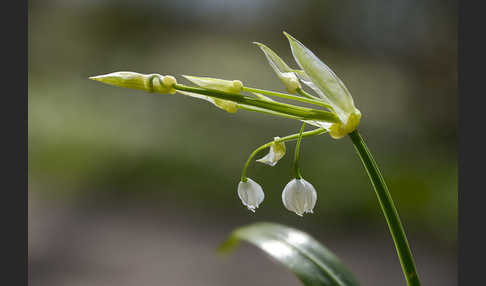 Wunder-Lauch (Allium paradoxum)