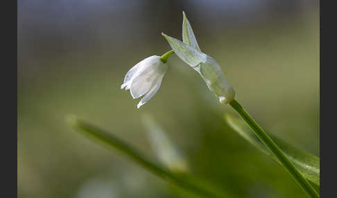 Wunder-Lauch (Allium paradoxum)