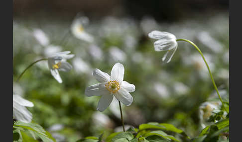 Busch-Windröschen (Anemone nemorosa)