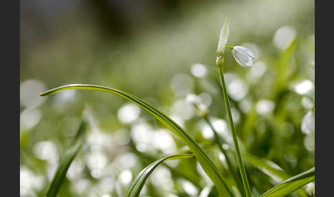 Wunder-Lauch (Allium paradoxum)