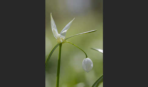 Wunder-Lauch (Allium paradoxum)