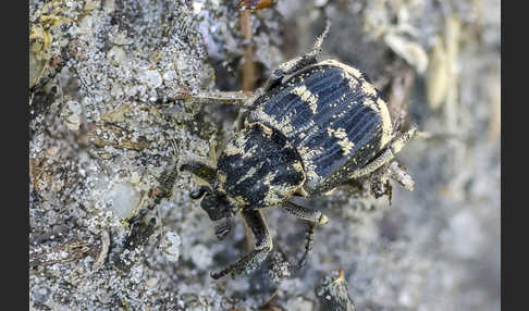 Stolperkäfer (Valgus hemipterus)