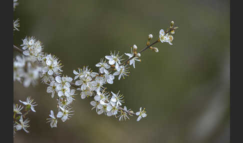 Schlehe (Prunus spinosa)