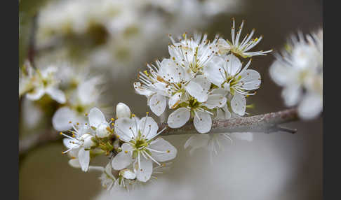 Schlehe (Prunus spinosa)