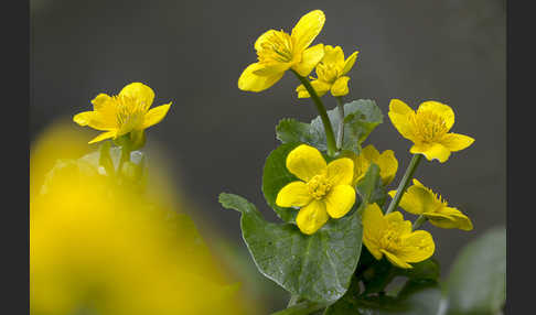 Sumpf-Dotterblume (Caltha palustris)