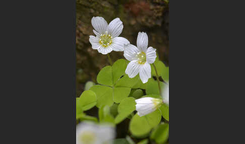 Wald-Sauerklee (Oxalis acetosella)