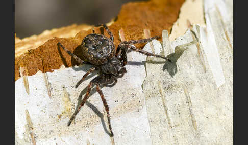 Spaltenkreuzspinne (Nuctenea umbratica)