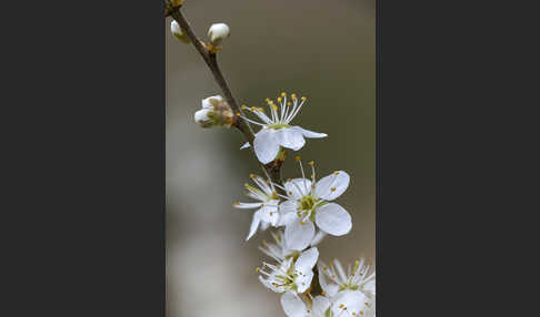 Schlehe (Prunus spinosa)