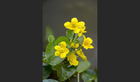 Sumpf-Dotterblume (Caltha palustris)