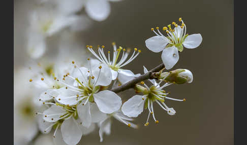 Schlehe (Prunus spinosa)