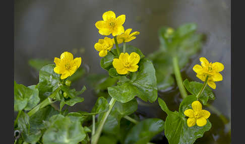 Sumpf-Dotterblume (Caltha palustris)