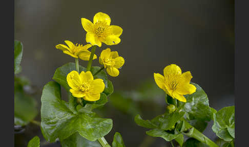 Sumpf-Dotterblume (Caltha palustris)