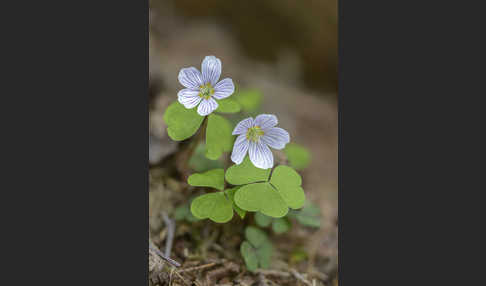 Wald-Sauerklee (Oxalis acetosella)