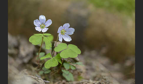 Wald-Sauerklee (Oxalis acetosella)