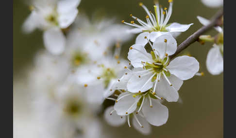 Schlehe (Prunus spinosa)