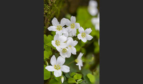 Wald-Sauerklee (Oxalis acetosella)