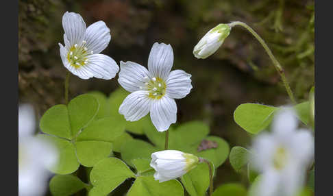 Wald-Sauerklee (Oxalis acetosella)