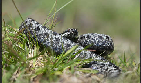 Kreuzotter (Vipera berus)