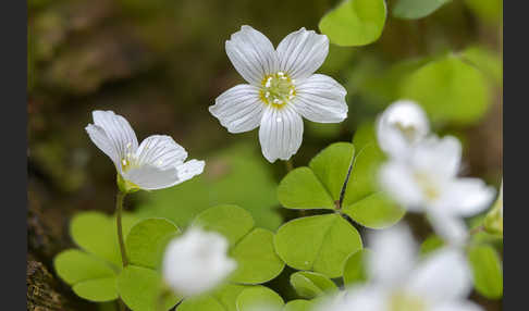 Wald-Sauerklee (Oxalis acetosella)