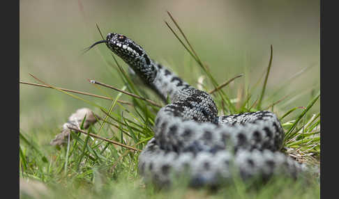 Kreuzotter (Vipera berus)