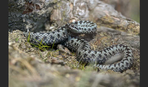 Kreuzotter (Vipera berus)