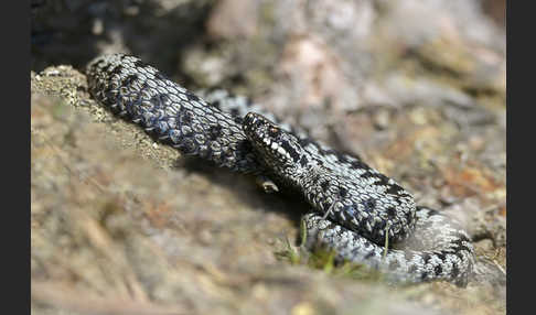 Kreuzotter (Vipera berus)