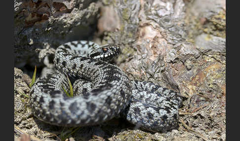 Kreuzotter (Vipera berus)