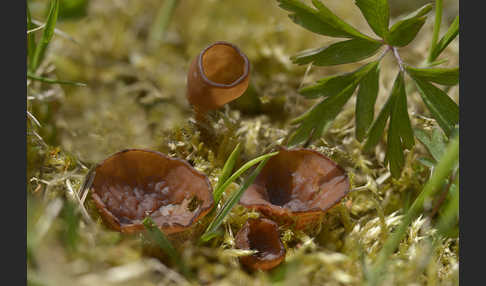 Anemonenbecherling (Dumontinia tuberosa)