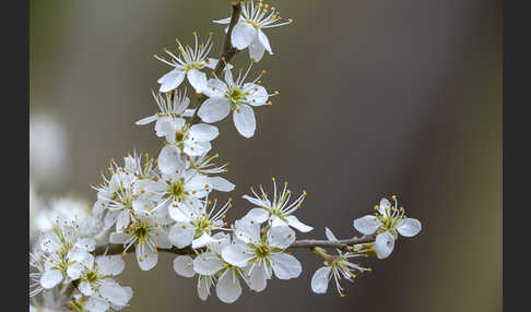 Schlehe (Prunus spinosa)