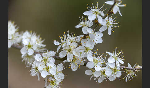 Schlehe (Prunus spinosa)